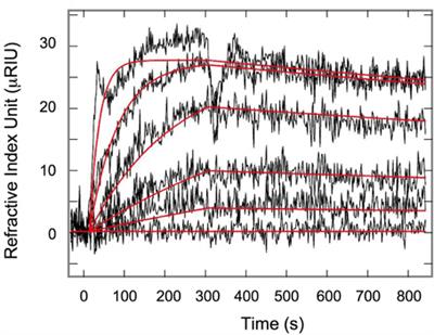 Modelization of the regulation of protein synthesis following fertilization in sea urchin shows requirement of two processes: a destabilization of eIF4E:4E-BP complex and a great stimulation of the 4E-BP-degradation mechanism, both rapamycin-sensitive